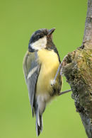 06-8978a Great Tit (Parus major).